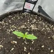 Lemon Cherry Cookies