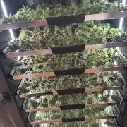 Cinderella „DisneyGrow“