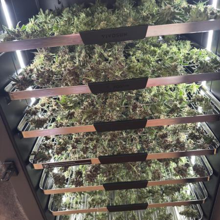 Cinderella „DisneyGrow“