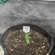 Mango G