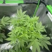 Lemon Cherry Cookies