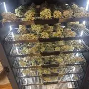 Guava Sundae Auto