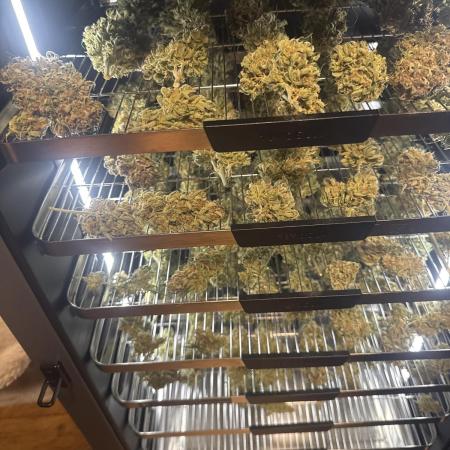 OG Kush