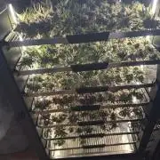 Afghan kush