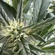 Guava Sundae Auto