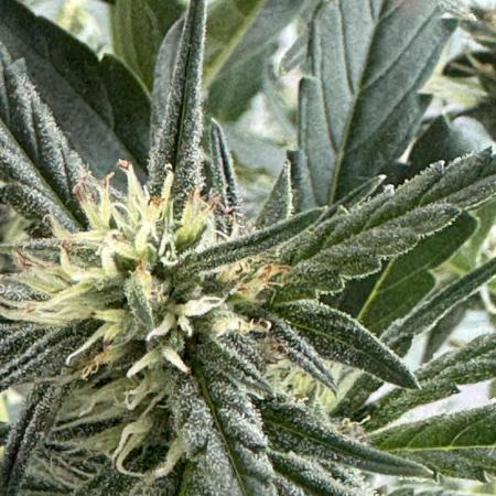Guava Sundae Auto