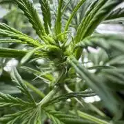 Lemon Cherry Cookies