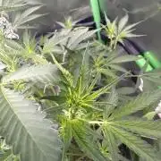 Guava Sundae Auto