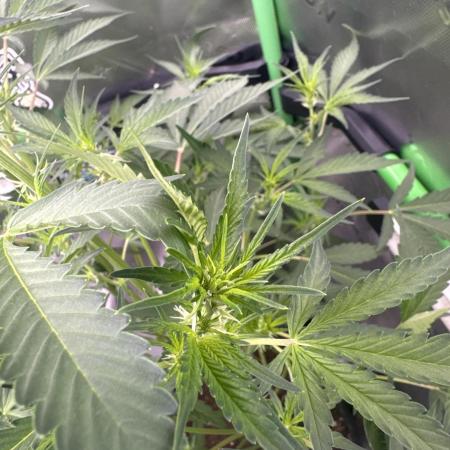 Guava Sundae Auto