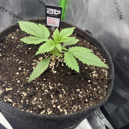 Lemon Cherry Cookies