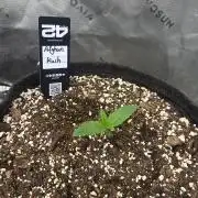 Afghan kush