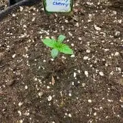 Super Blueberry Cherry Good Genetixx