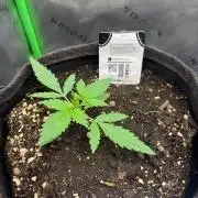 Banana Frost