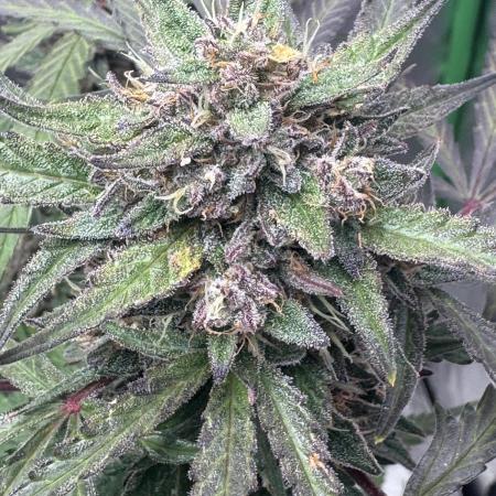 Champion Mix Pack Fastbuds
