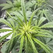 Champion Mix Pack Fastbuds
