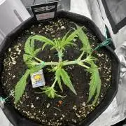 Cinderella „DisneyGrow“