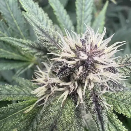 Tropicana Cookies
