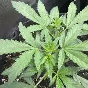 Guava Sundae Auto