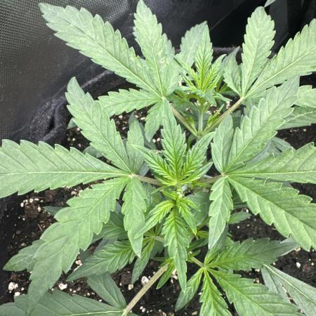 Guava Sundae Auto