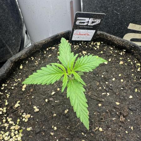 Cinderella „DisneyGrow“