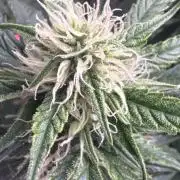 Afghan Kush