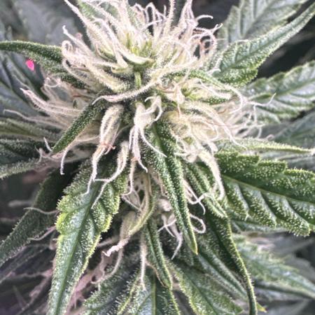 Afghan Kush