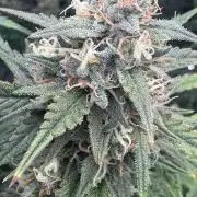 OG Kush