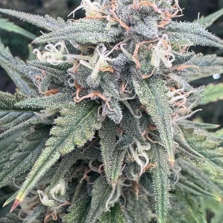 OG Kush
