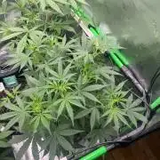 Afghan kush