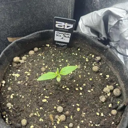 Champion Mix Pack Fastbuds