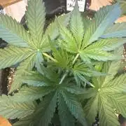 Afghan kush