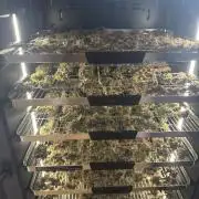 Champion Mix Pack Fastbuds