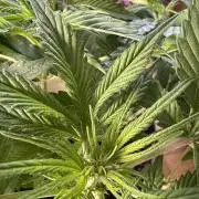 Lemon Cherry Cookies