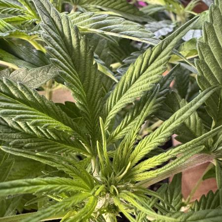 Lemon Cherry Cookies