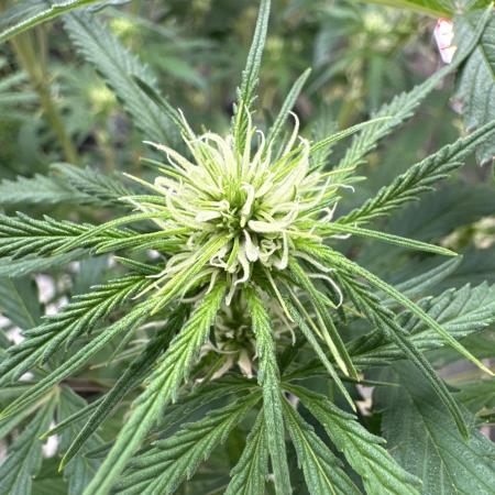 OG Kush