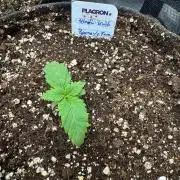 Hindu Kush Barneys Farm