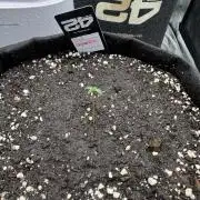 Cinderella „DisneyGrow“