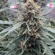Afghan Kush