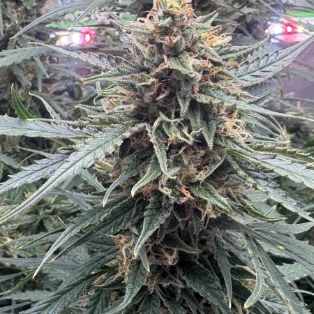 Afghan Kush