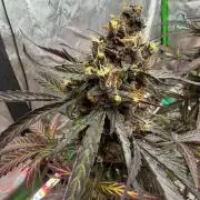 Mango Cherry Runtz