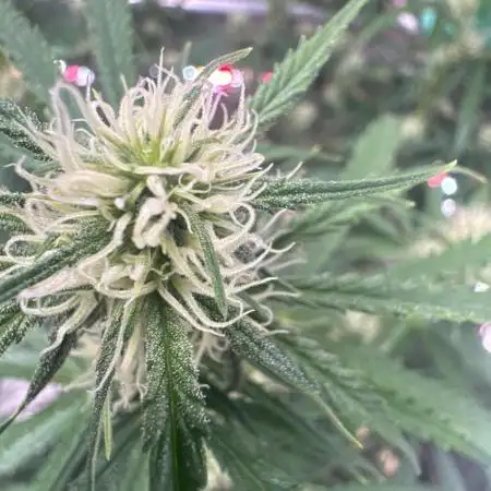 OG Kush