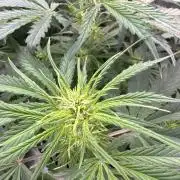 Afghan Kush