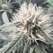 Champion Mix Pack Fastbuds