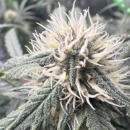 Champion Mix Pack Fastbuds