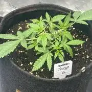 Mango G