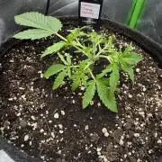 Lemon Cherry Cookies