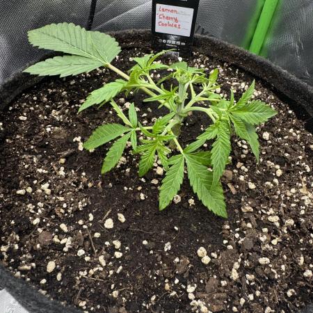 Lemon Cherry Cookies