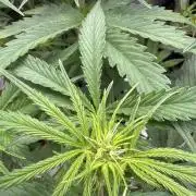 OG Kush