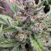 StrawberryGorilla