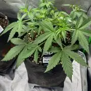 Afghan kush